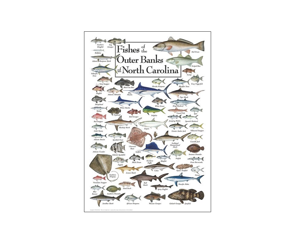 Fishes of the Outer Banks Puzzle